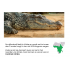Dierenpaspoort + toegang website (download)